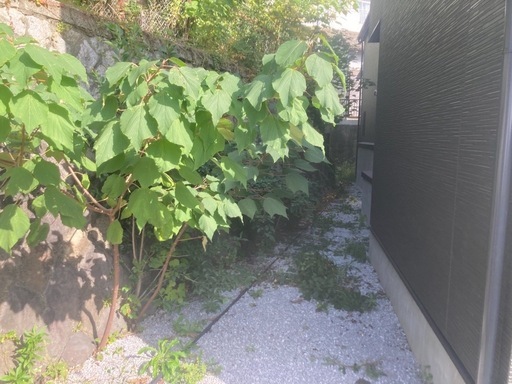 植物除去前